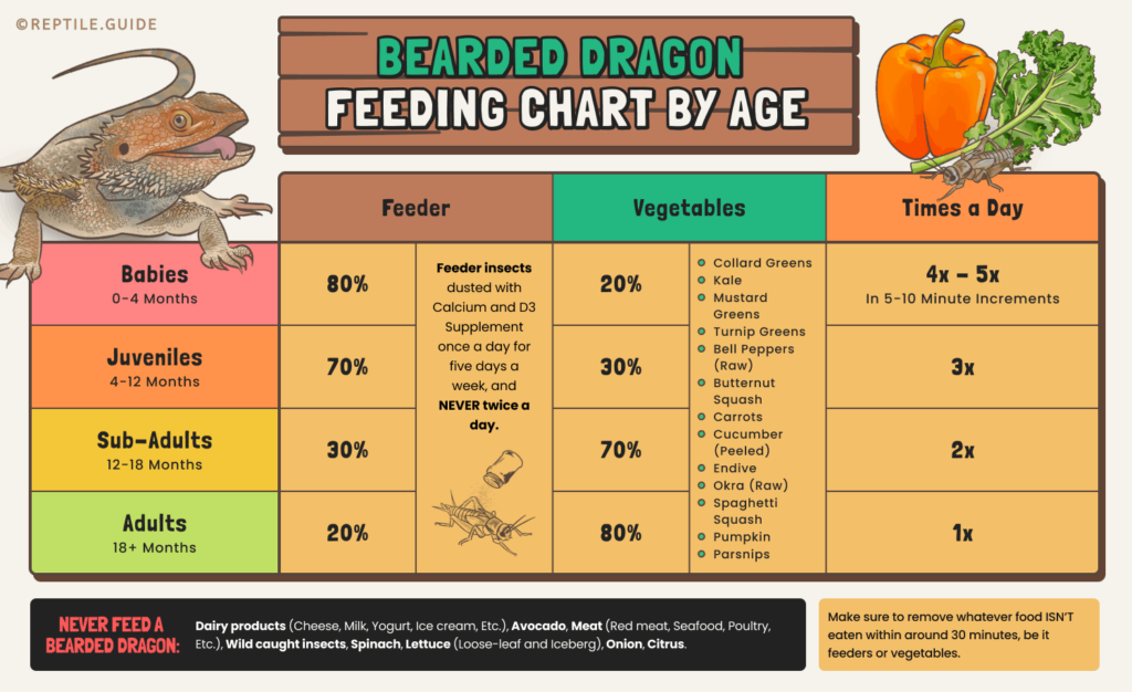 Chart showing Veggies feeding amounts for bearded dragons by age. 