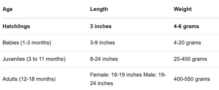 Bearded dragon weight and length table at different stages from baby stage to adulthood