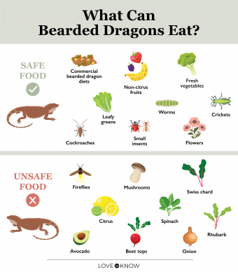 Image showing safe and unsafe veggies for bearded dragons.